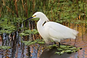 Wakodahatchee: Snowy Egret