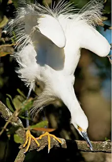 Crazy: Snowy Egret