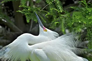 Plumes: Snowy Egret