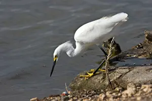 Texan: Snowy Egret