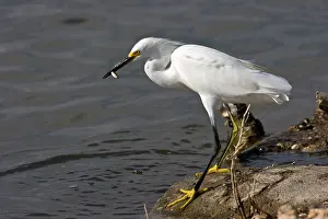 Texan: Snowy Egret