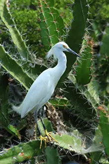Shorebirds: Snowy Egret