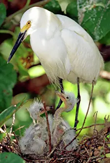 Thula: Snowy Egret