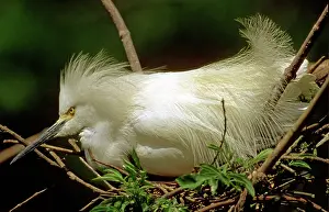 Incubates: Snowy Egret