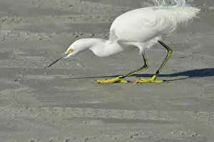 Thula: Snowy Egret