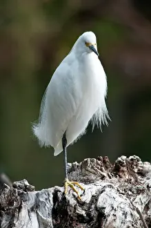 Neoaves: Snowy Egret