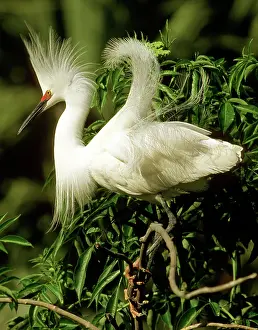 Thula: Snowy Egret