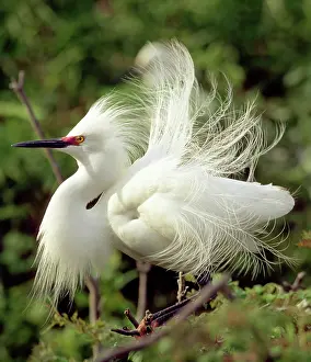 Thula: Snowy Egret