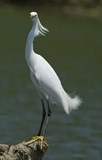 Riparian: Snowy egret