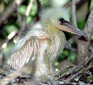 Timucuan: Snowy Egret