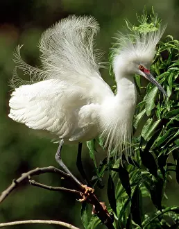 Timucuan: Snowy Egret