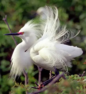 Timucuan: Snowy Egret