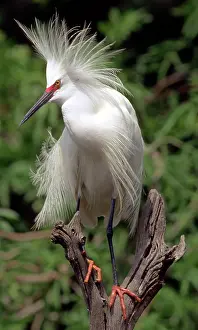 Timucuan: Snowy Egret