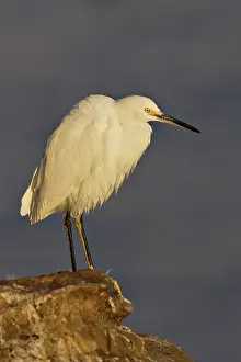 Thula: Snowy Egret