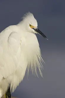 Thula: Snowy Egret