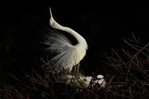Thula: Snowy Egret