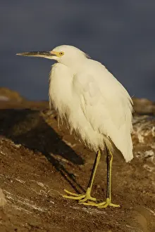 Thula: Snowy Egret