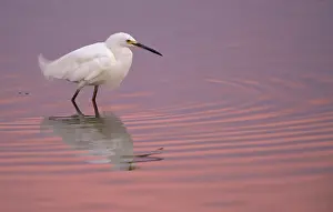 Thula: Snowy Egret