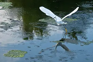 Thula: Snowy Egret