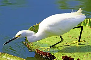 Crazy: Snowy Egret