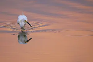 Egret: Snowy Egret