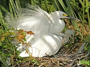 Timucuan: Snowy Egret adult with young