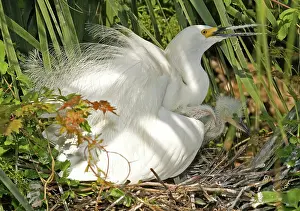 Timucuan: Snowy Egret adult with young