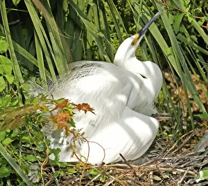 Timucuan: Snowy Egret adult with young