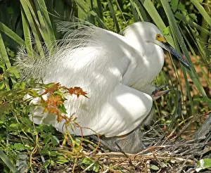 Timucuan: Snowy Egret adult with young