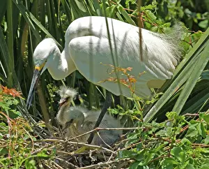 Timucuan: Snowy Egret adult with young