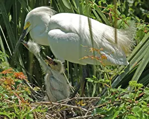 Timucuan: Snowy Egret adult with young