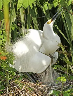 Timucuan: Snowy Egret adult with young