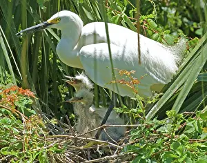 Timucuan: Snowy Egret adult with young