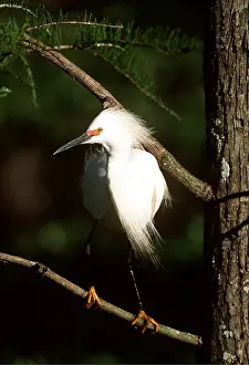 Egrets: SNOWY EGRET - on branch