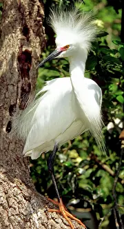 Thula: Snowy Egret in breeding plumage