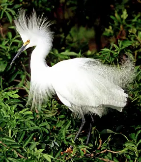 Thula: Snowy Egret in breeding plumage