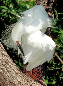 Thula: Snowy Egret in breeding plumage