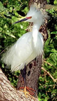 Thula: Snowy Egret in breeding plumage