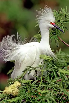 Thula: Snowy Egret in breeding plumage