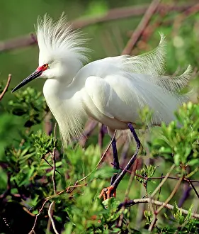 Timucuan: Snowy Egret in breeding plumage
