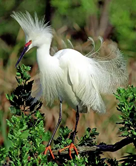 Timucuan: Snowy Egret in breeding plumage