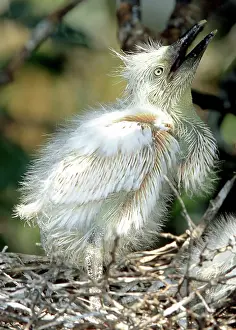 Timucuan: Snowy Egret Chick