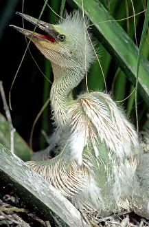 Egrets: Snowy Egret Chick