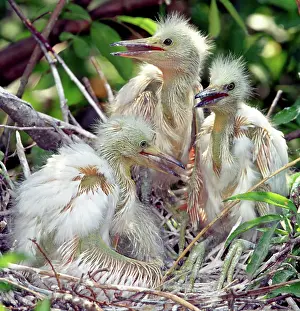 Timucuan: Snowy Egret Chicks