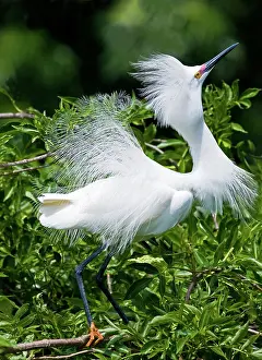 Crazy: Snowy Egret Courtship Display