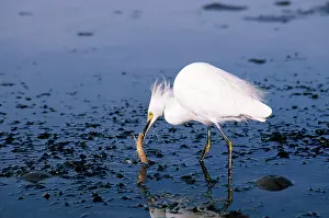 Morro: Snowy Egret Eating Shrimp