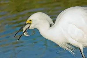 Swallows: Snowy Egret eats fish
