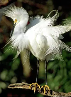 Crayfish: Snowy Egret (Egretta thula)