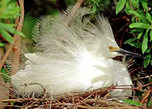 Crayfish: Snowy Egret (Egretta thula)