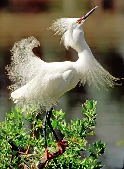 Crayfish: Snowy Egret (Egretta thula)